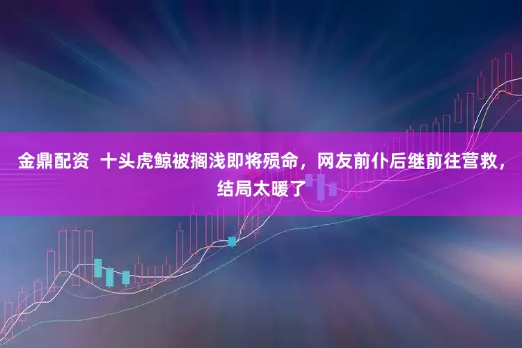 金鼎配资  十头虎鲸被搁浅即将殒命，网友前仆后继前往营救，结局太暖了